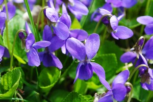 o_1300351121_spring