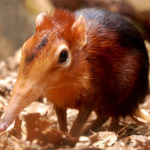 най-малкият бозайник