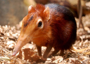 най-малкият бозайник