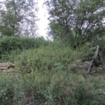 Бойчо войвода