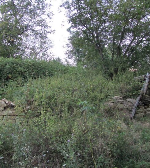 Бойчо войвода